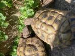 Hermanns : Both Male approx 18 years old (George & Tilly)